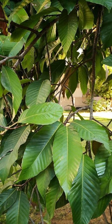 Dipterocarpus 6