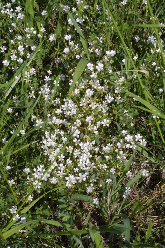 Mononeuria patula 9