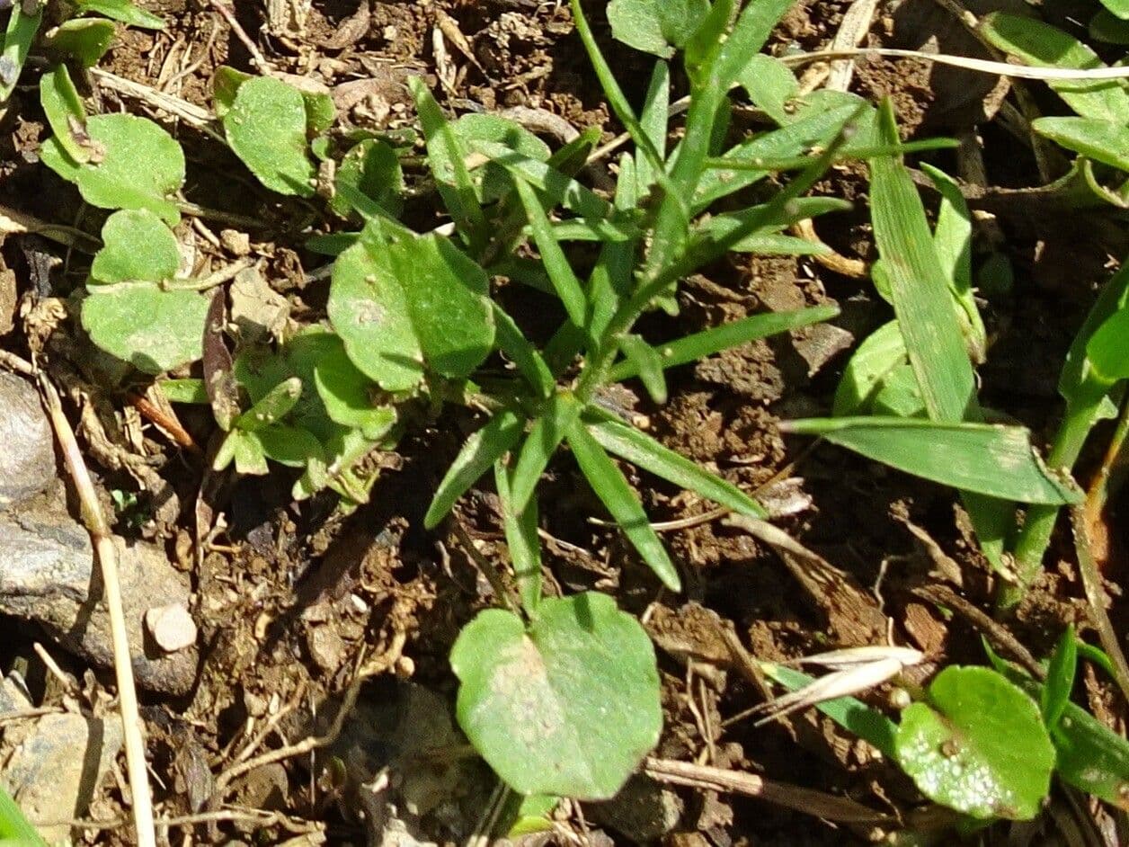 Campanula di Scheuchzer 18