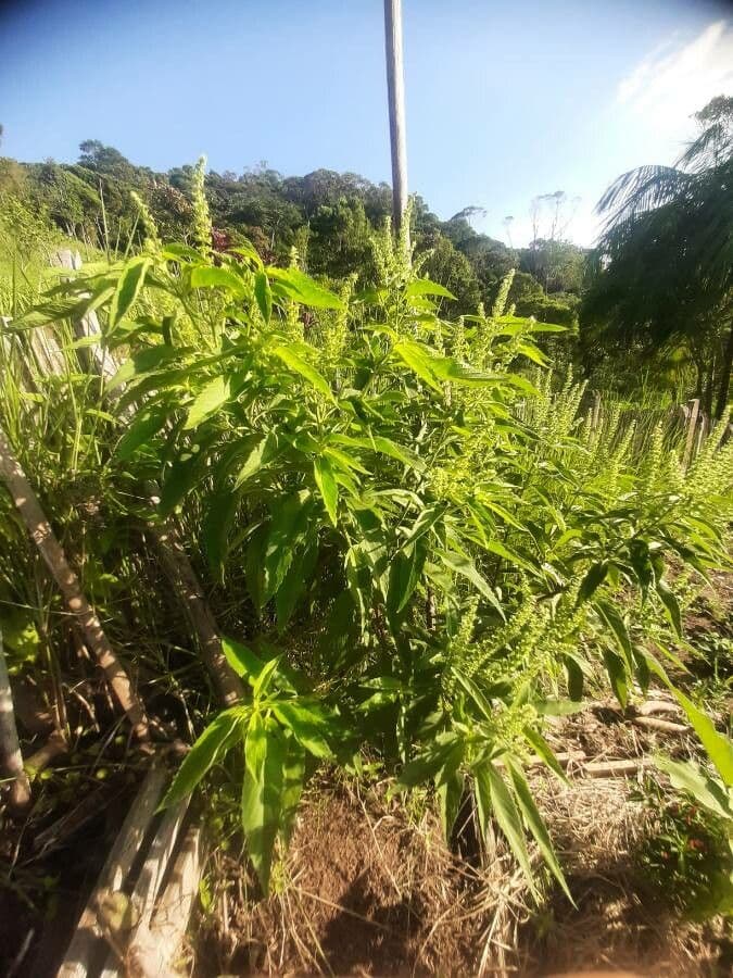 Basilico indiano 12