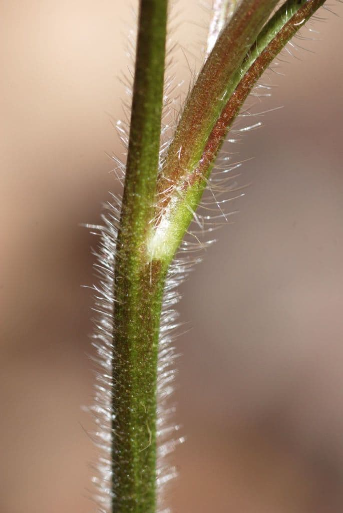 Ranunculus hispidus 17