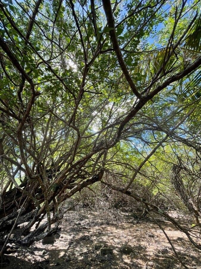 Bois de Campêche 14