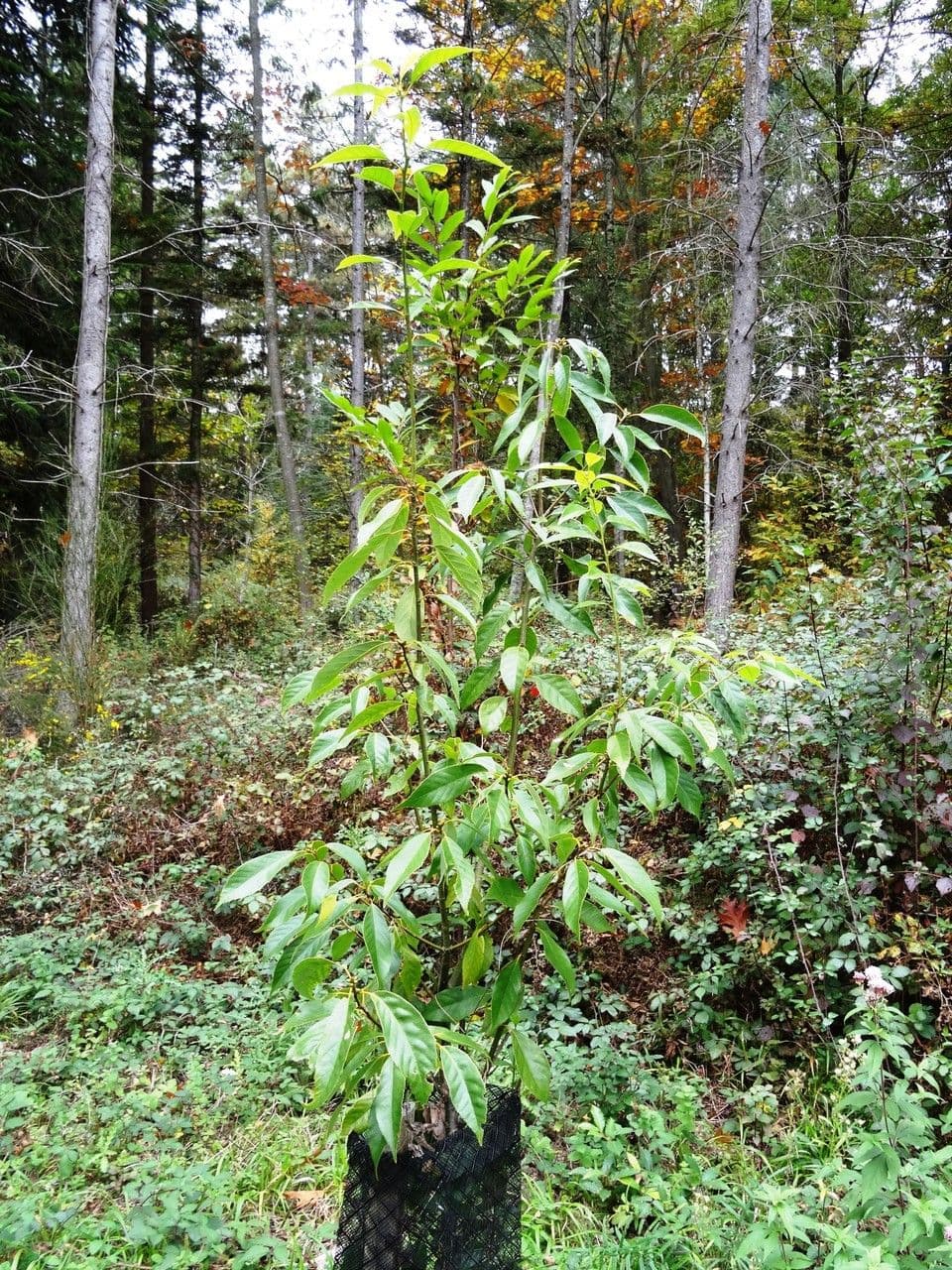 Quercia acuta 4