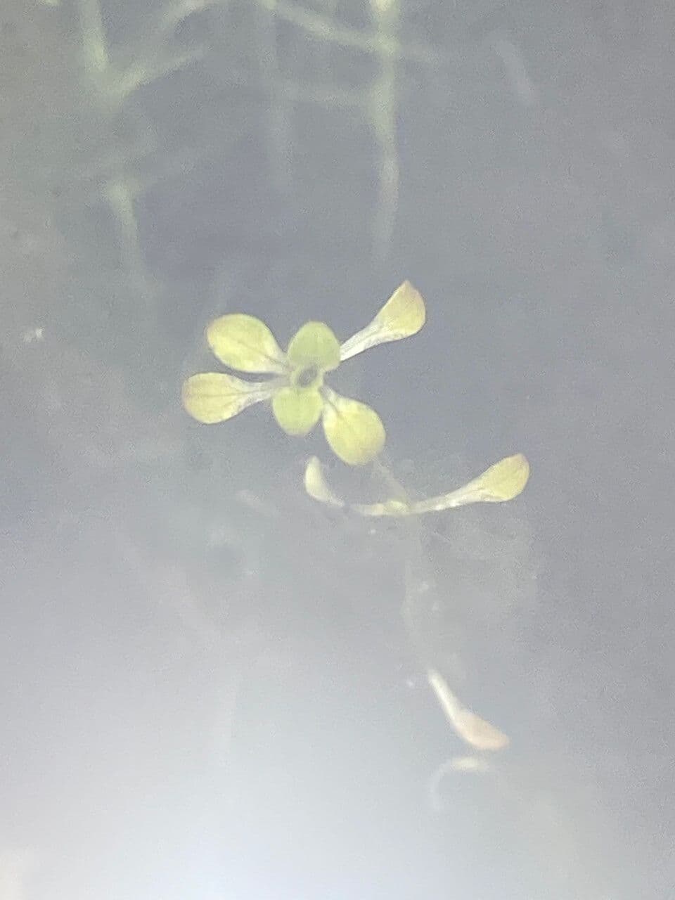 Callitriche 4