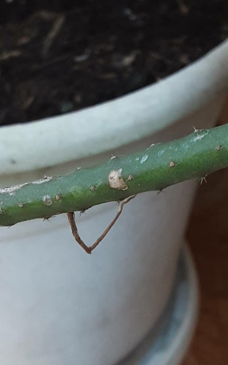 Rhipsalis 14
