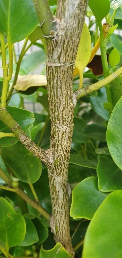 Griselinia 20
