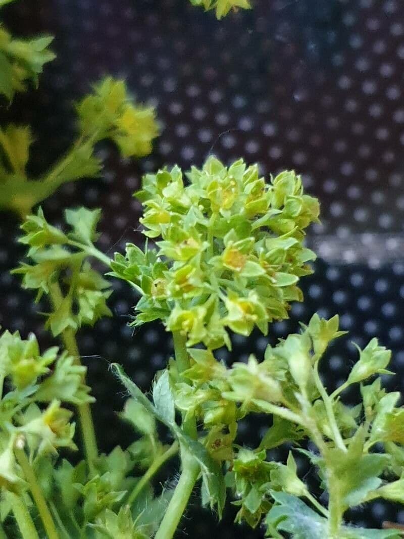 Alchemilla fissa 6