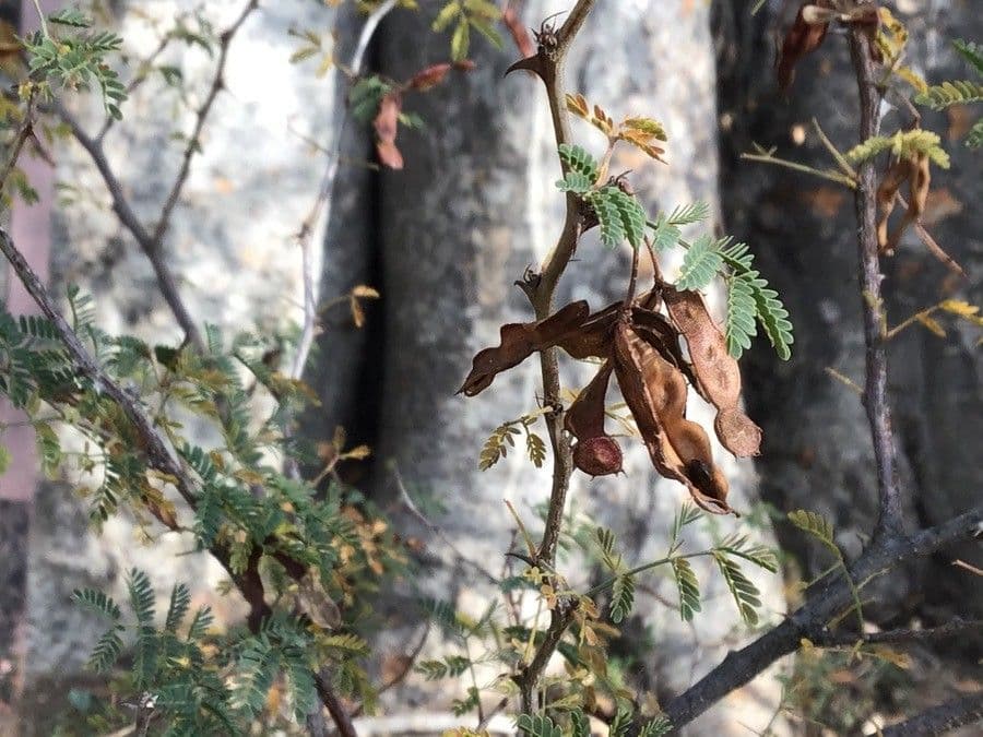 Mimosa spinosa