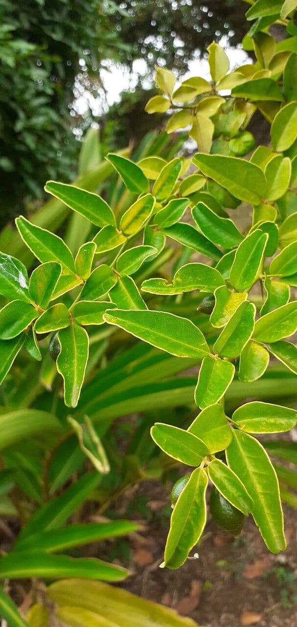 Triphasia trifogliata 7