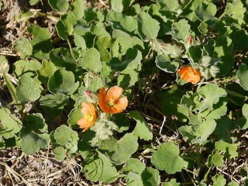 Sphaeralcea Lindheimera 2