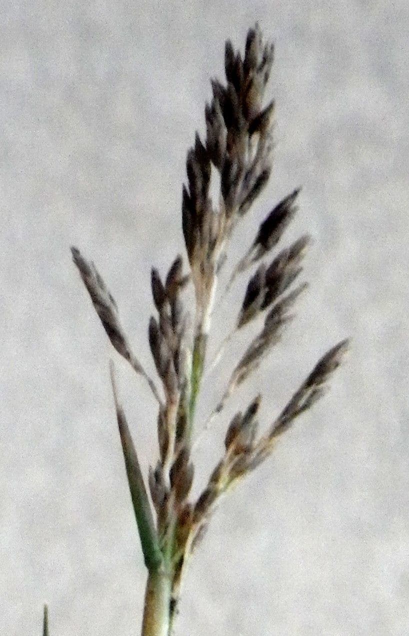 Sporobolus 9