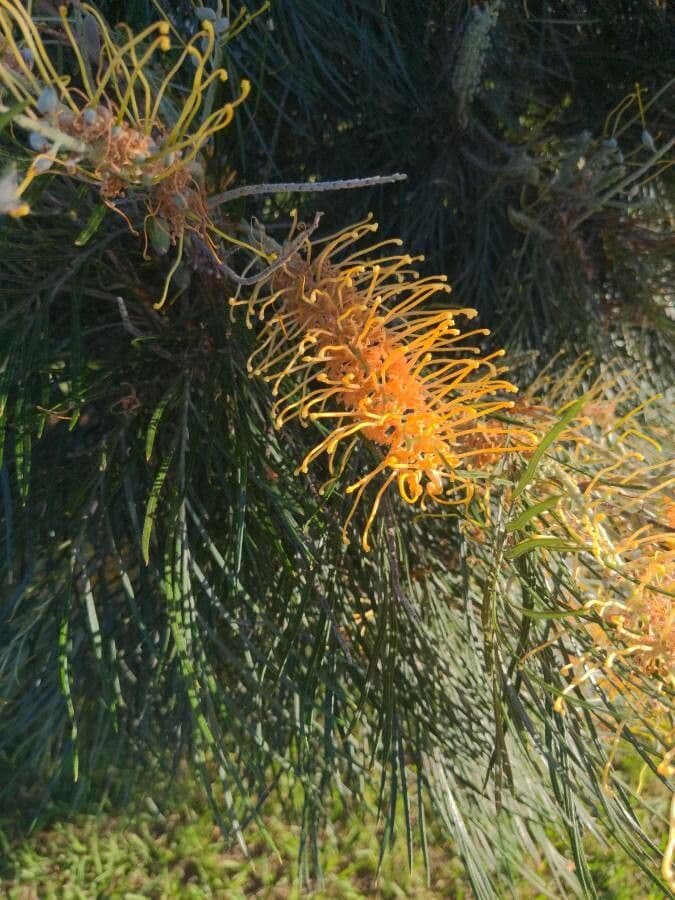 Gold-Grevillea 3
