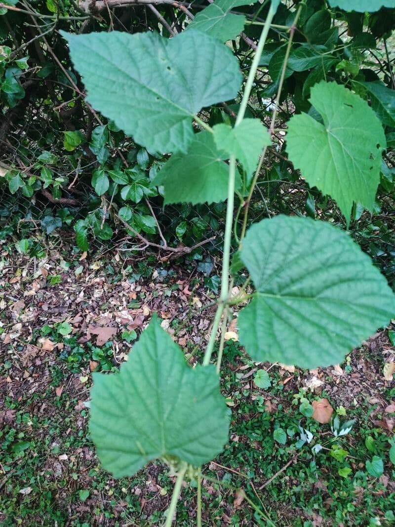 Vite rotondifolia 17