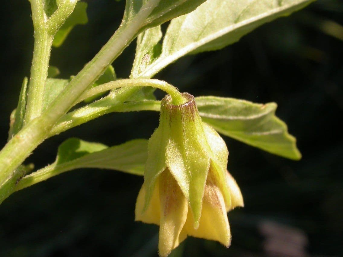 Physalis pumila 2