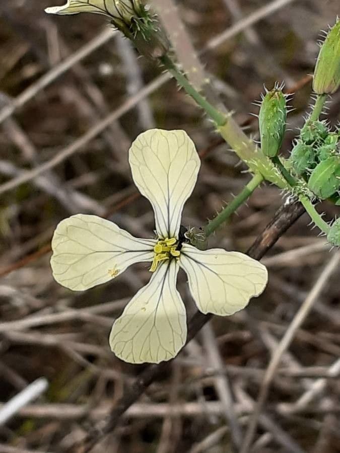 Rucola 7