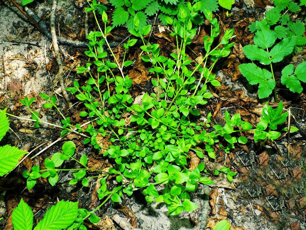 Moehringia a tre nervi 13