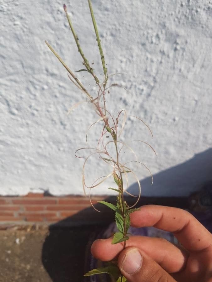 Garofanino quadrangolare