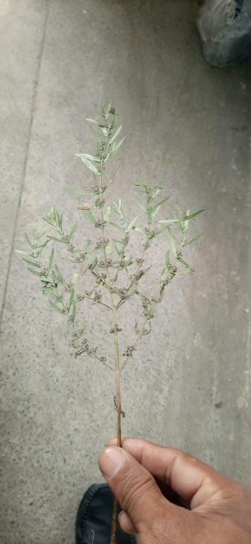 Ammannia baccheriforme 3