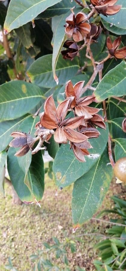 Lagerstroemia splendide 27