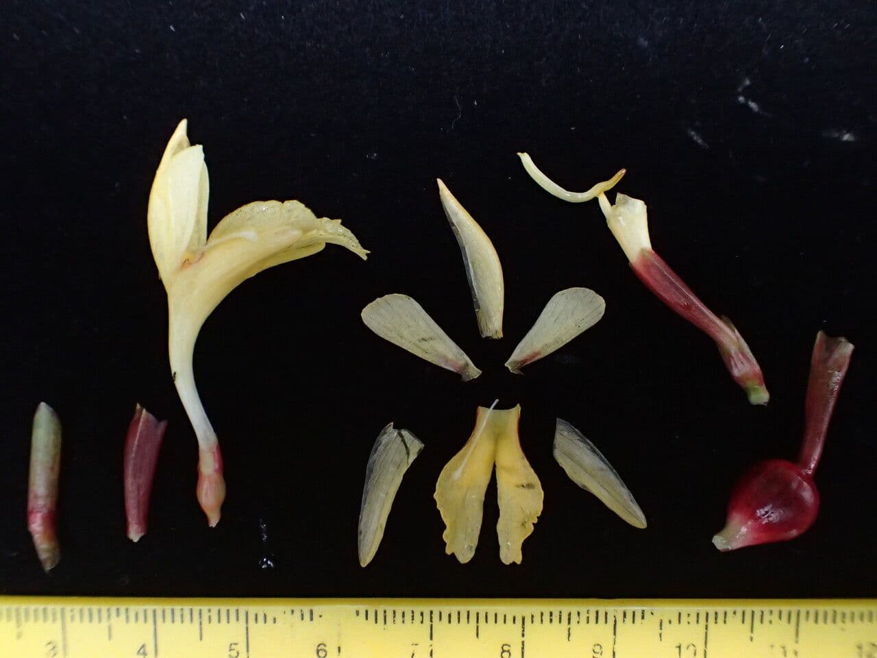 Cautleya 12