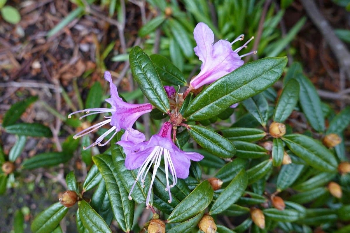 Rododendro 3