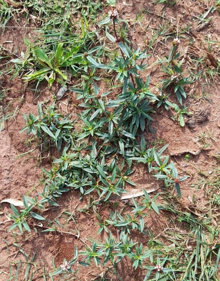 Spermacoce verticillata 10