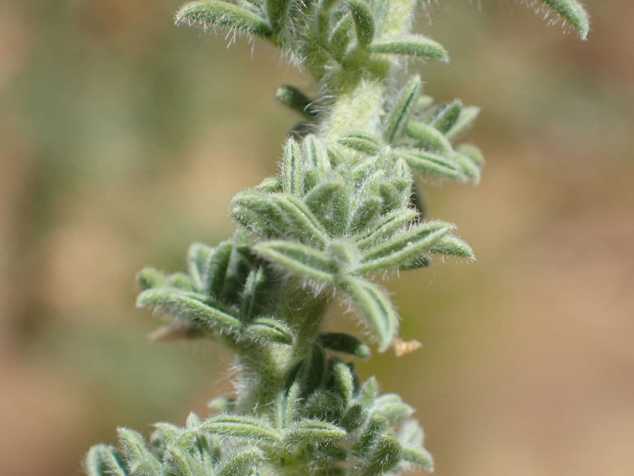 Adenocarpus viscoso 9