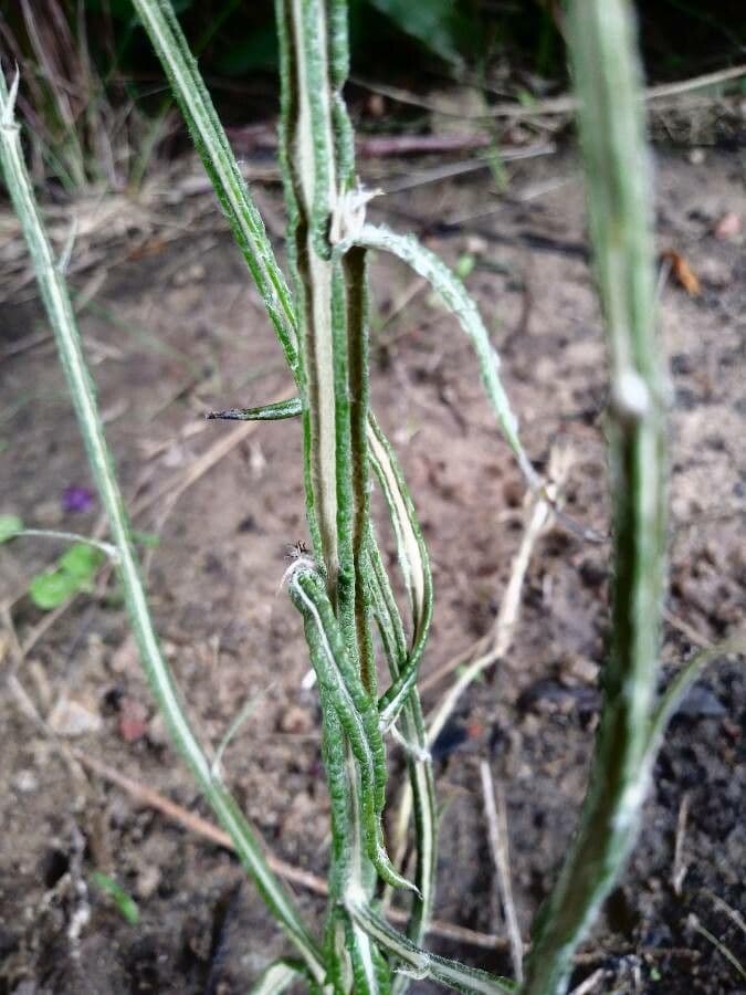Pterocaulon virgatum 3