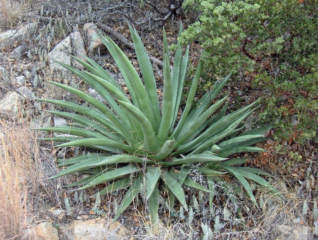 Agave 7
