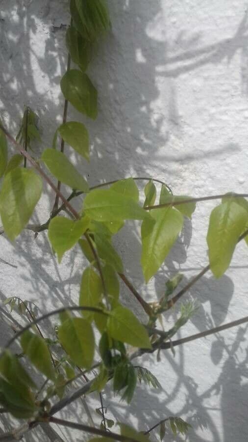 Glicine cinese 17