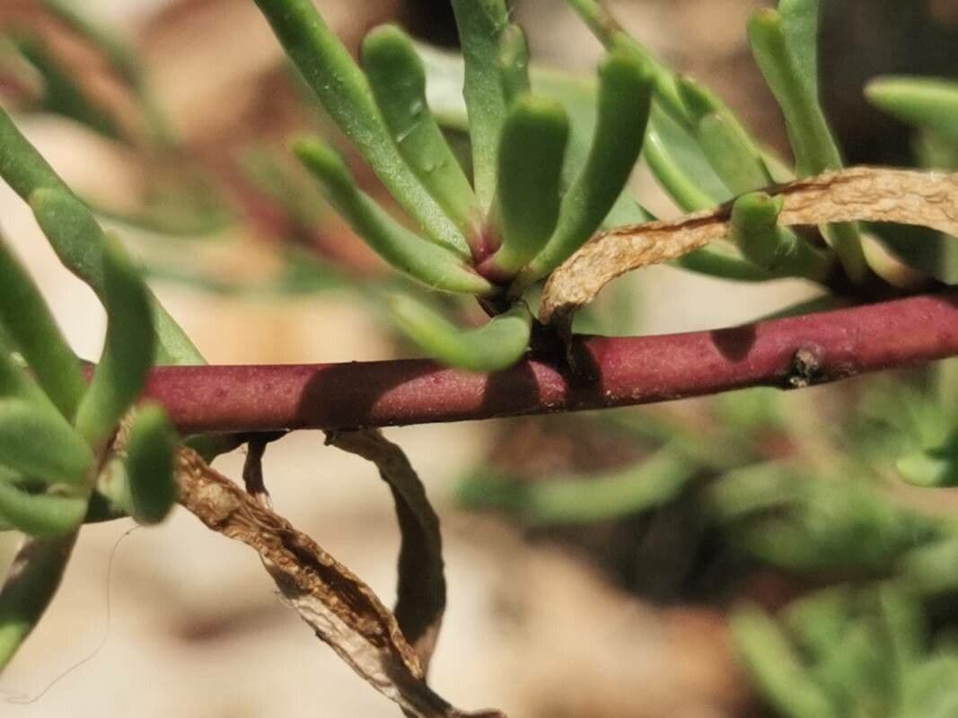 Limbarda crithmoides 21