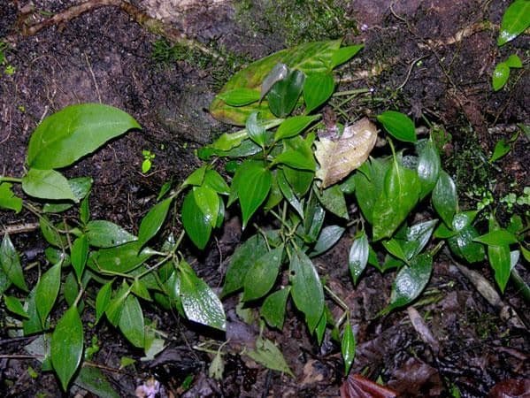 Peperomia 2