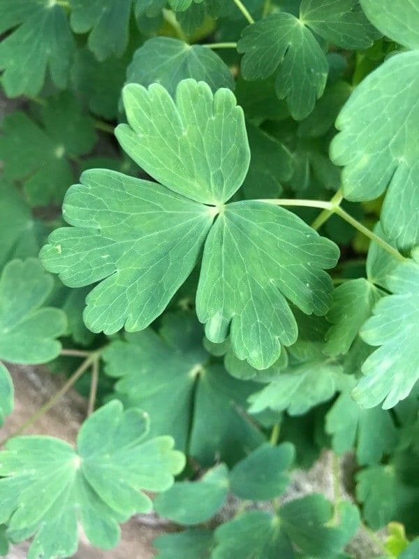 Aquilegia comune 19