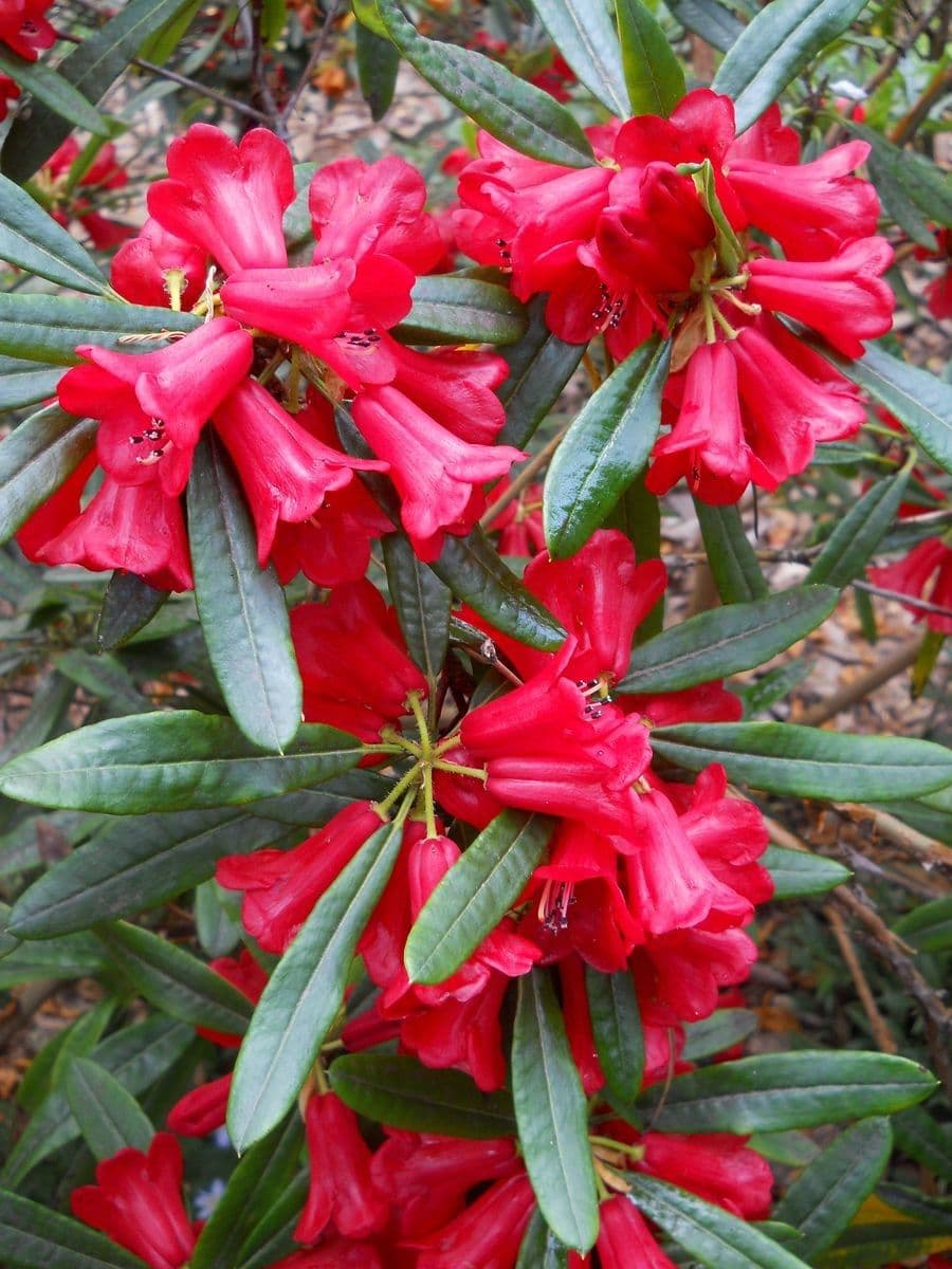 Rododendron 3