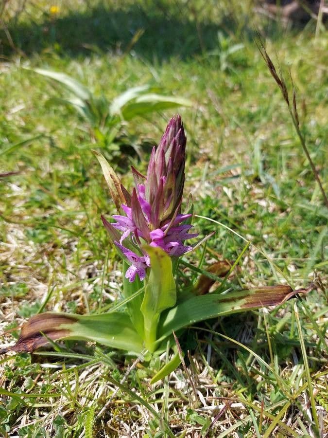 Orchide incarnata 11