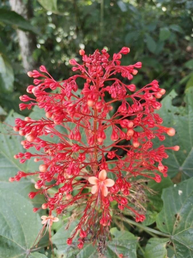 Lantana paniculata 5