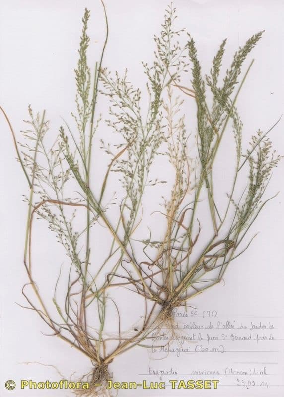 Eragrostis mexická 10