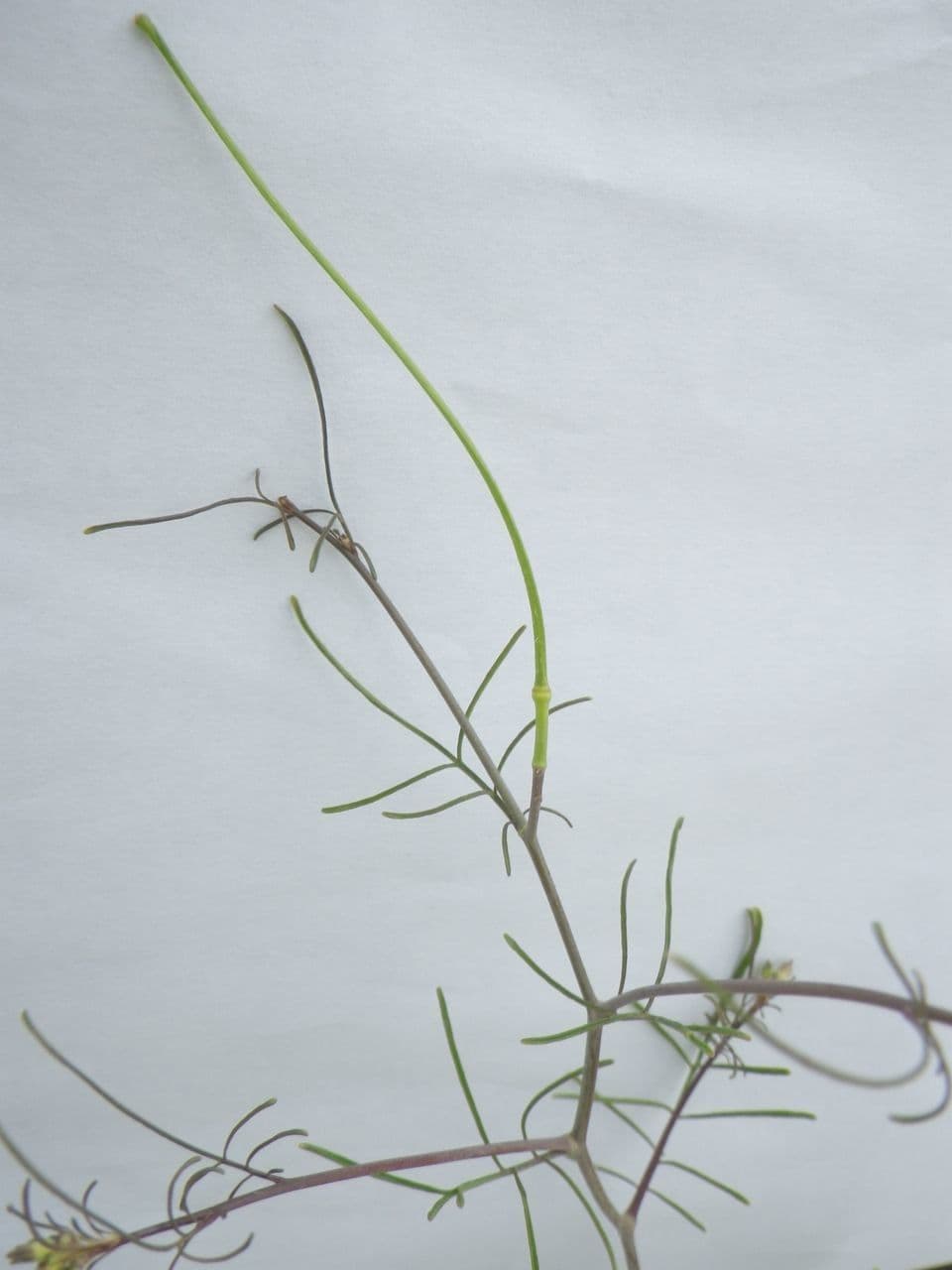 Erba cornacchia altissima 6