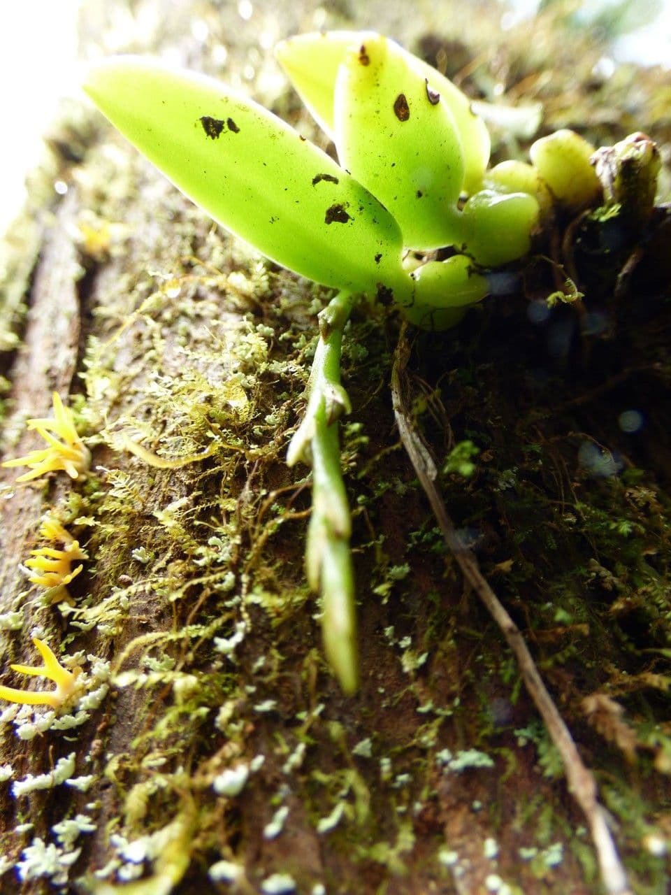 Bulbophyllum 14