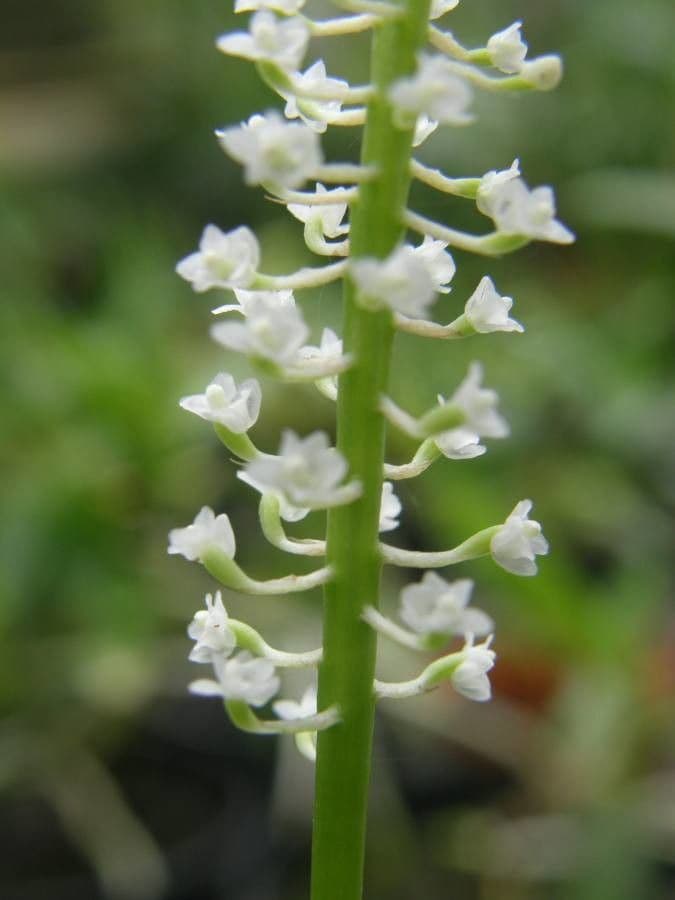 Phreatia 2