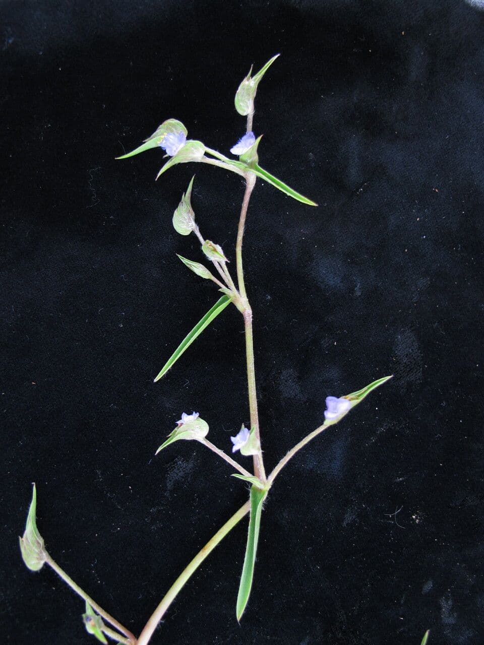 Cyanotis vaga 10
