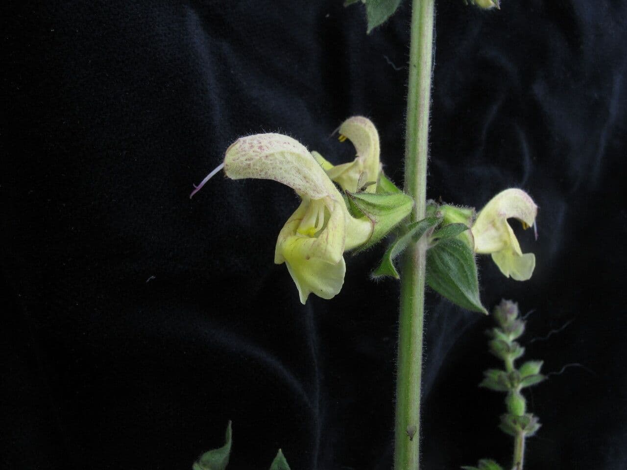 Salvia 6