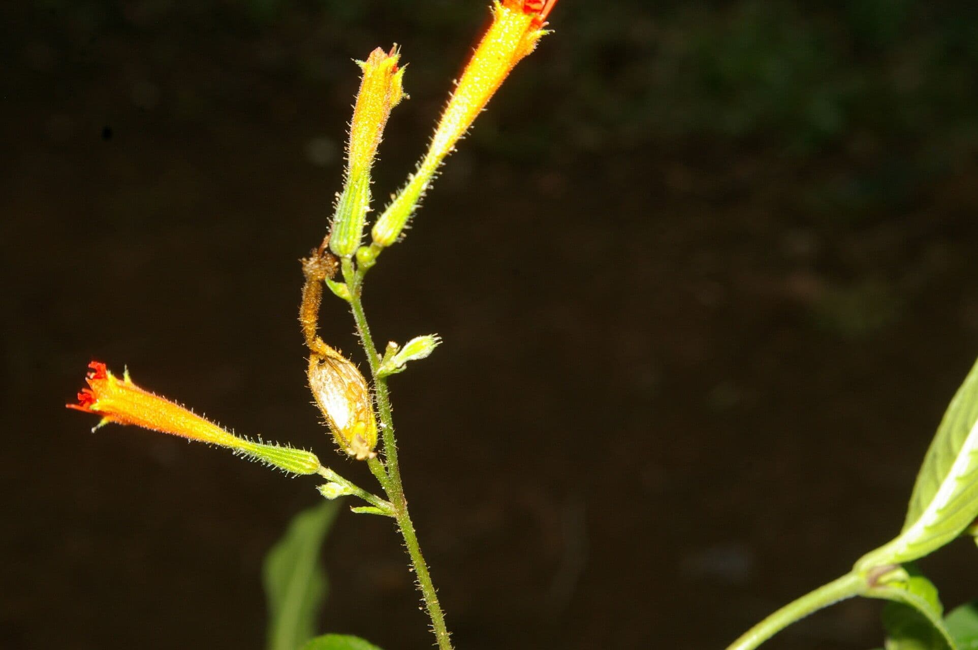 Cuphea appendiculata