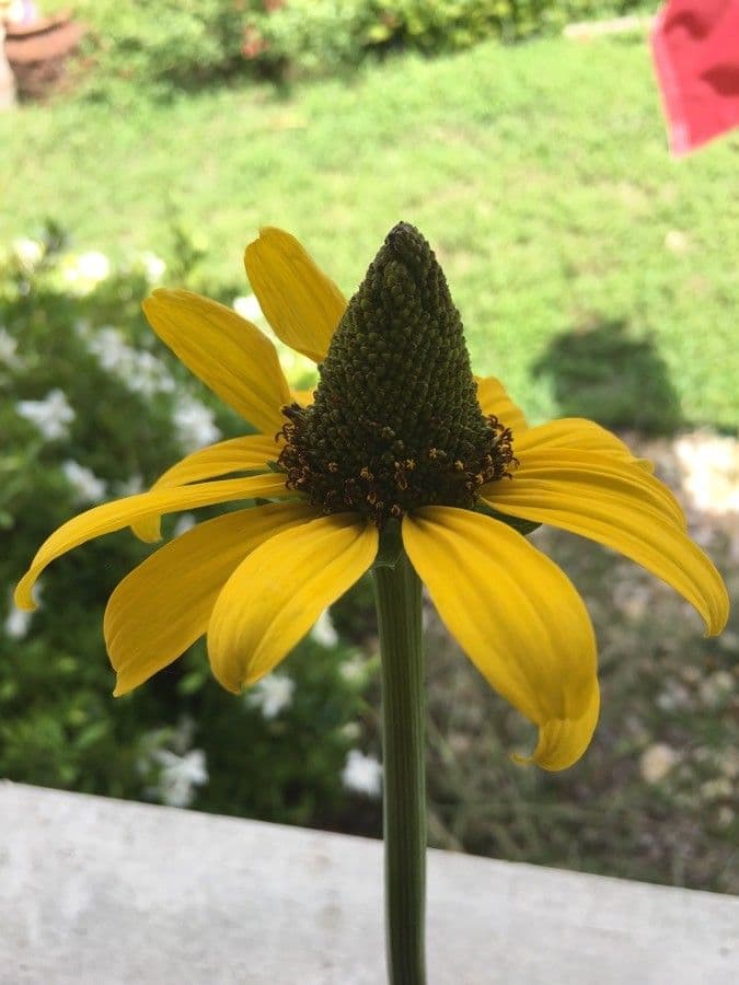 Rudbeckia 4