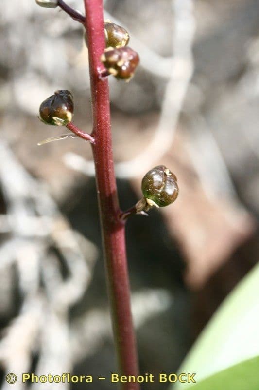 Scilla 22