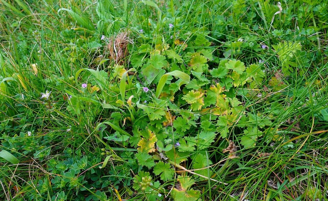 Géranium fluet 13