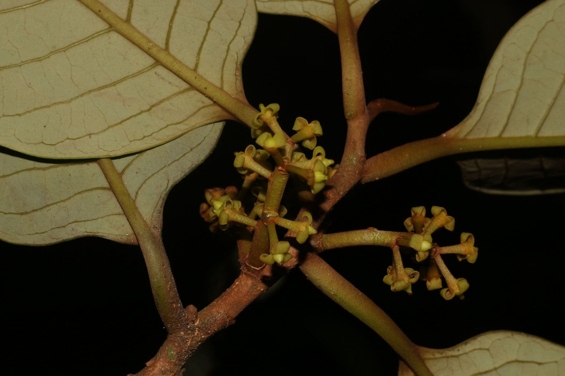 Otoba novogranatensis 7