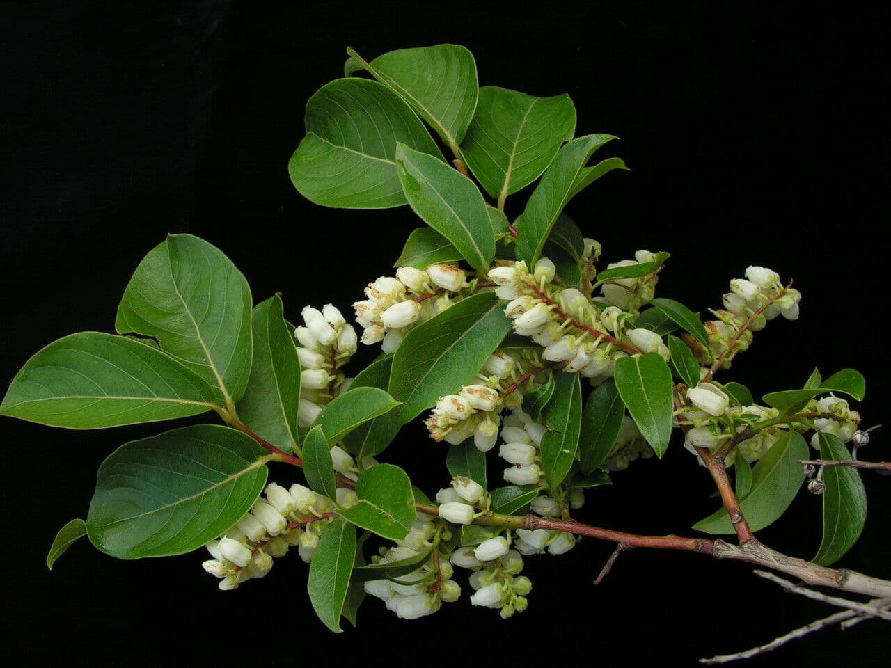 Lyonia 7