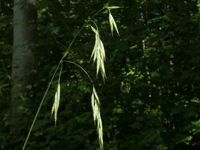 Wald-Trespe 9