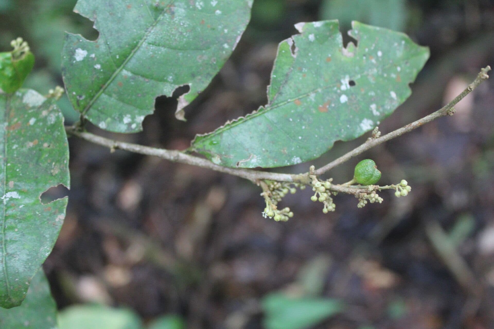 Croton 21